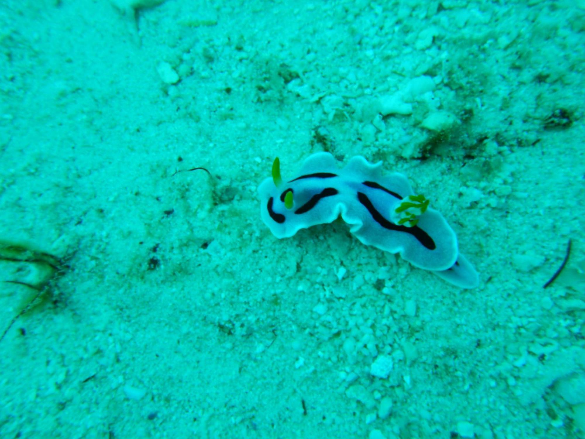 Raja Ampat Blue Sea Villa Besir Exterior photo